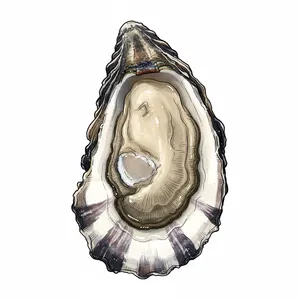 Baywater Sweet oyster illustration