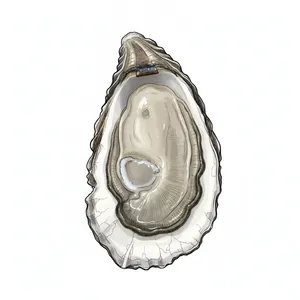 Bombazine oyster illustration