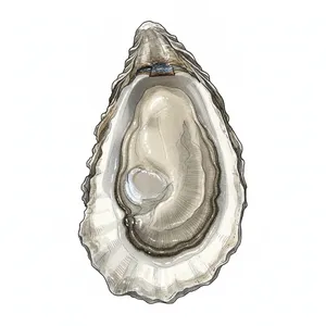 Great Gun oyster illustration