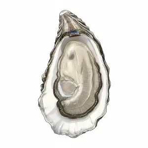 Mere Point oyster illustration