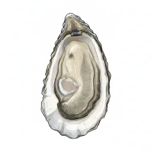 Prince Caspian oyster illustration