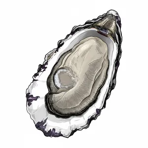Standish Shore oyster illustration