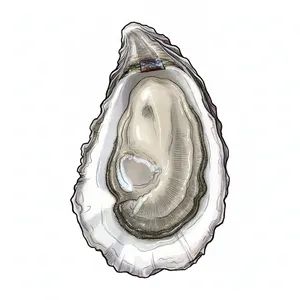 Violet Cove oyster illustration
